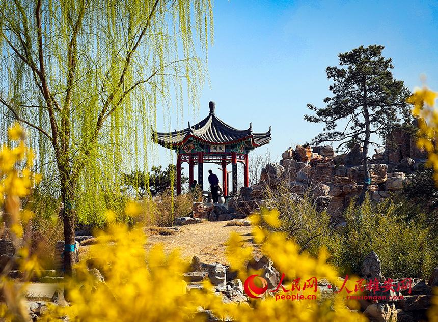 雄安郊野公園內(nèi)迎春花開，柳樹抽芽。人民網(wǎng)宋燁文攝