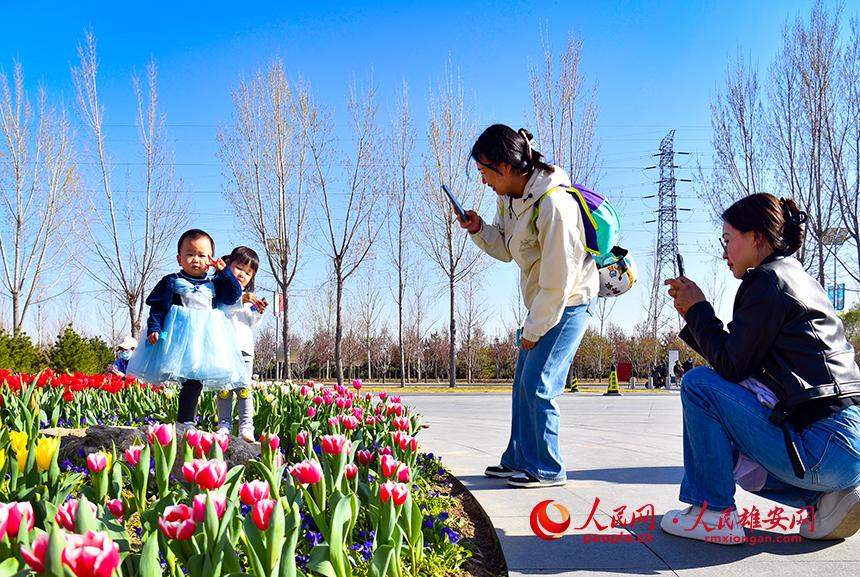 雄安悅?cè)莨珗@郁金香盛放，吸引了眾多游客前來踏青賞花。人民網(wǎng)宋燁文攝