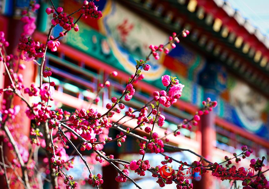 雄安郊野公園一角，枝頭綴滿花朵。人民網(wǎng)宋燁文攝