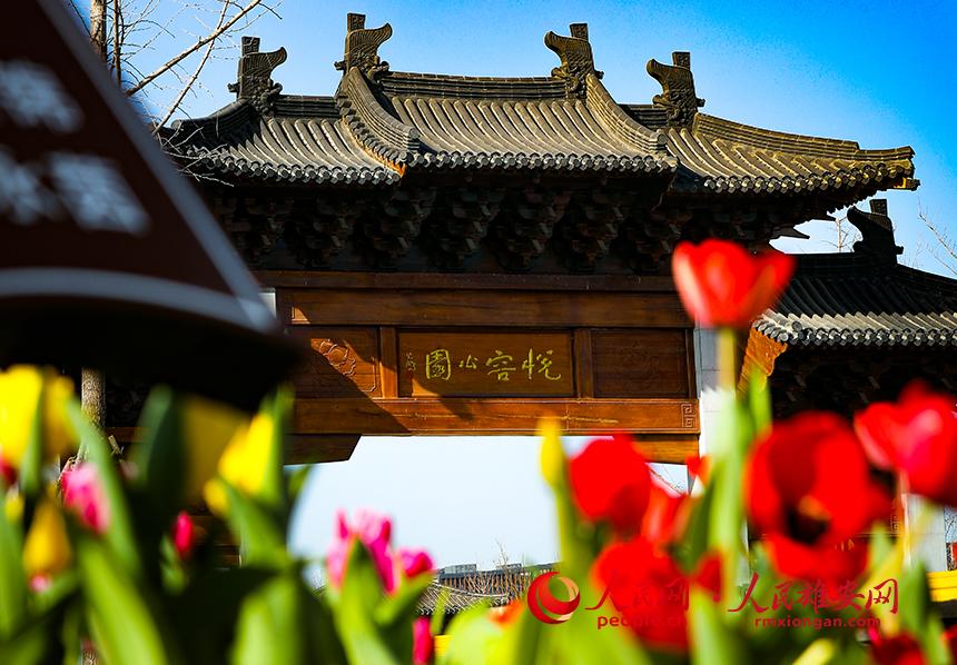 雄安悅?cè)莨珗@郁金香盛放。人民網(wǎng)宋燁文攝