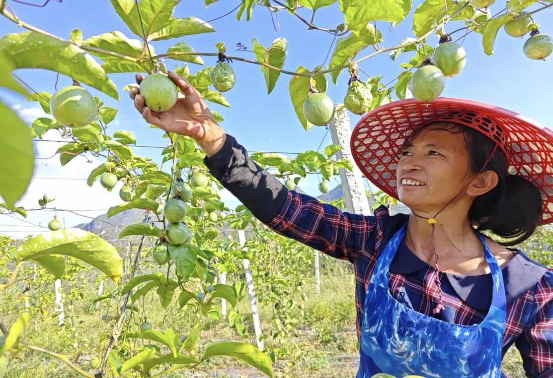 農(nóng)民摘取百香果.jpg